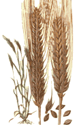 barley-2