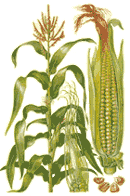 corn-2