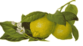 lemons-2