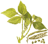 mung-beans-2