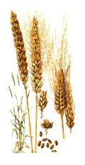 wheat-3