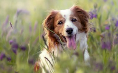 Is Your Dogs Gut Flora Out Of Whack?