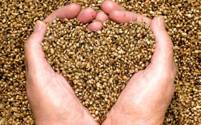 Spotlight on Hemp Seed